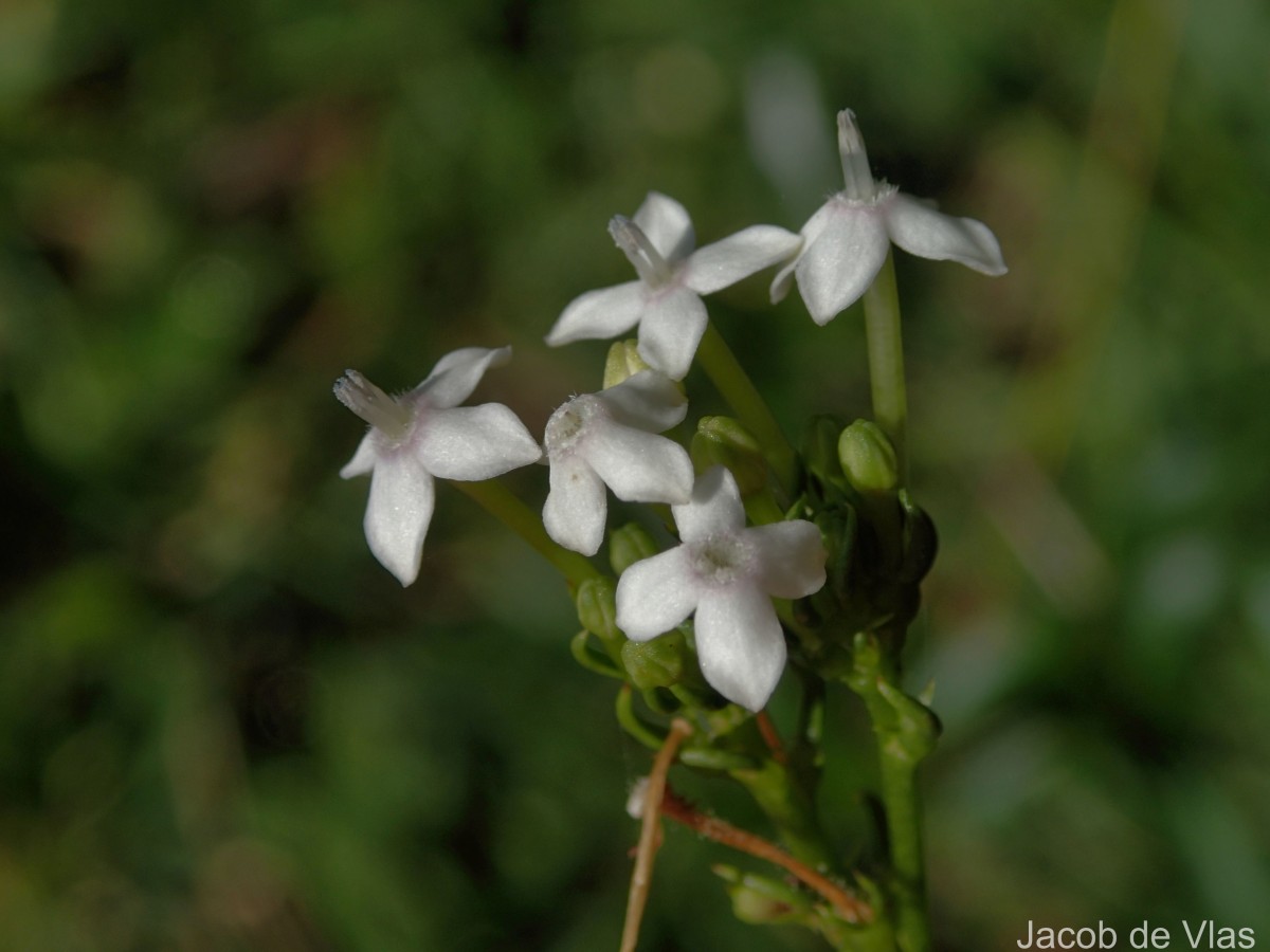 Knoxia zeylanica L.